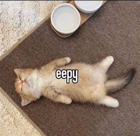 eepy cat